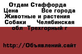 Отдам Стаффорда › Цена ­ 2 000 - Все города Животные и растения » Собаки   . Челябинская обл.,Трехгорный г.